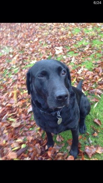 Smiley hunde