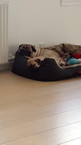 Mops møde :)