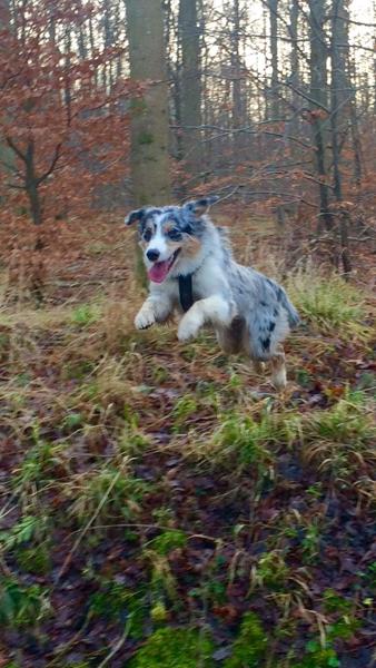 Kan hunde se ting mennesker ikke kan?