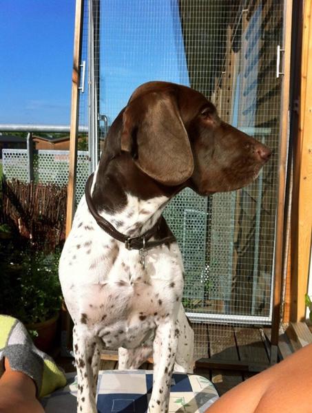 Hundeskove Bjerringbro