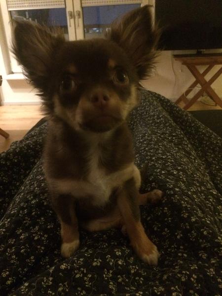Langhåret chihuahua pels 