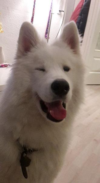 Hjælp til energifyldt hund