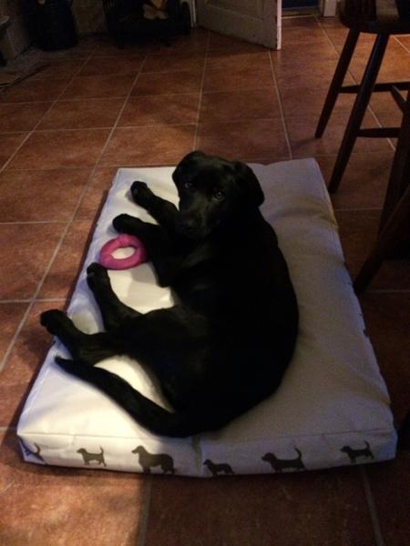 Første gang med bus