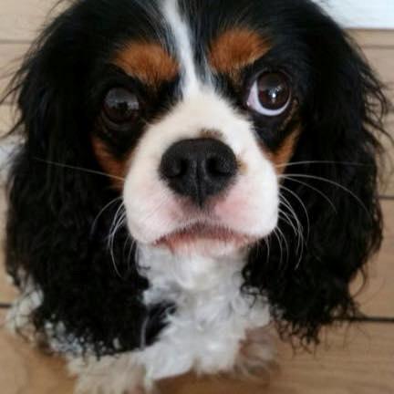 De der dyrlæger....