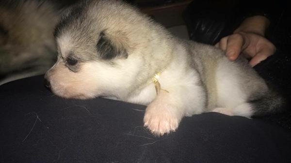 Billigt hvalpe foder