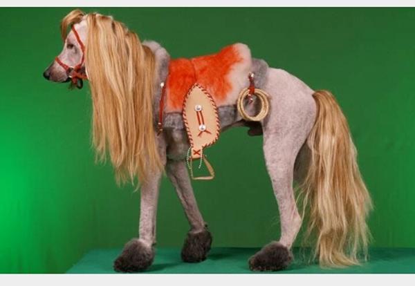 Ønskede sig pony, men fik en puddel 