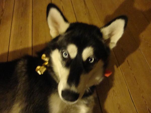 Min Huskamut keder sig, kender I nogle lege?