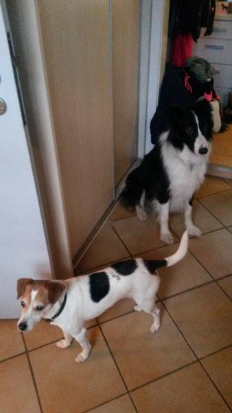 hyggeemne bedskriv din hund med dens navn