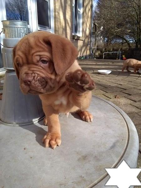 Foder til Dogue de bordeaux