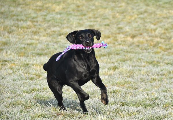 Labradoren fylder 6 år :-)