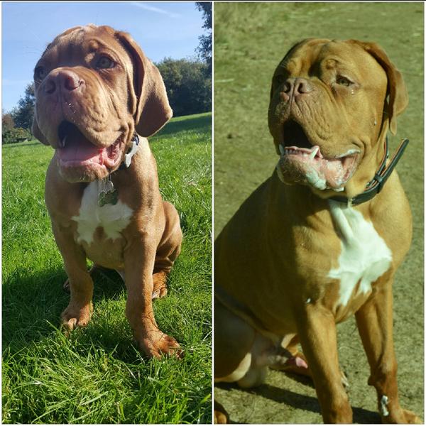 Det går altså for stærkt!