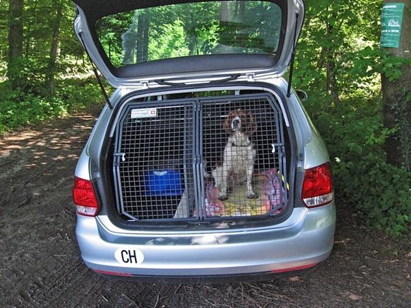 Hund i bilen