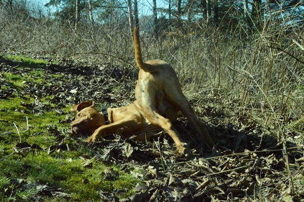 Råd søges, forbigående hunde.