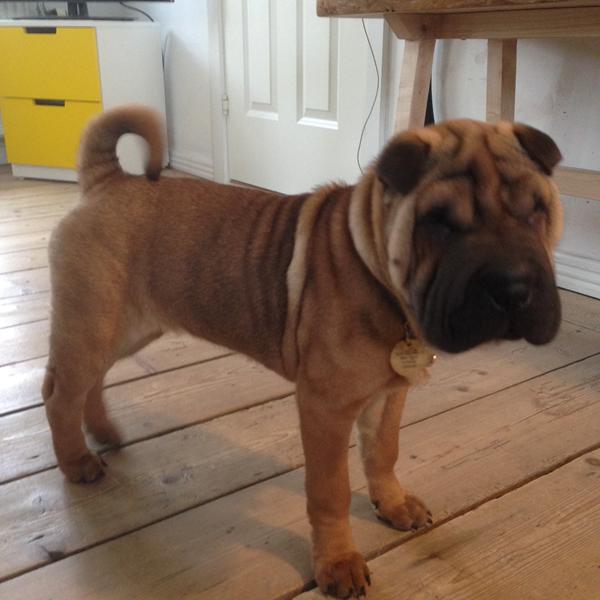 Medbringe hund ved aflevering hos dagplejer