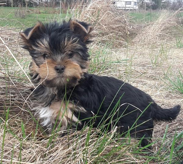 Anbefal træning i 2750 / 2765