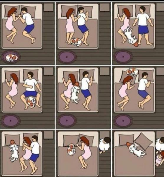Hvor sover jeres hunde ?? 