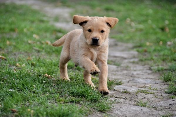 På hvalpebesøg :-)