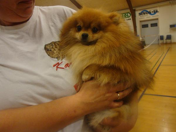 Nu er det snart tid for nye små "rødtopper" 