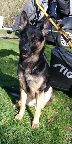 Sterilisering af schæfer