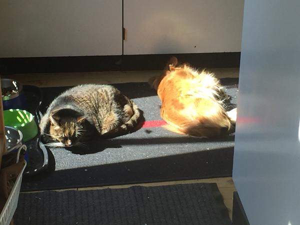 Som hund og kat