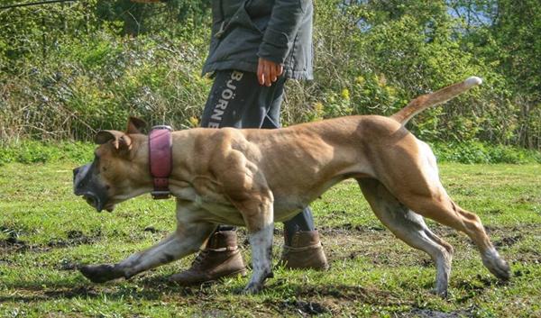 Muskler på hund - er de naturlige?