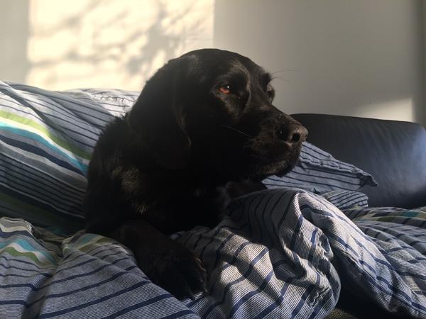 Mens vi venter på dyrlægen :(