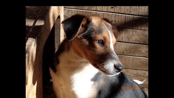 Hvad race kan denne hund være?