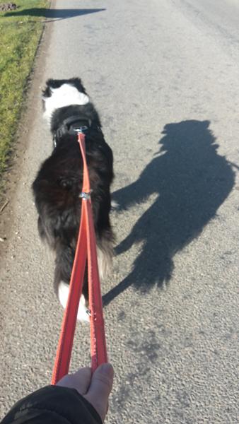 tester jeres hunde også andre