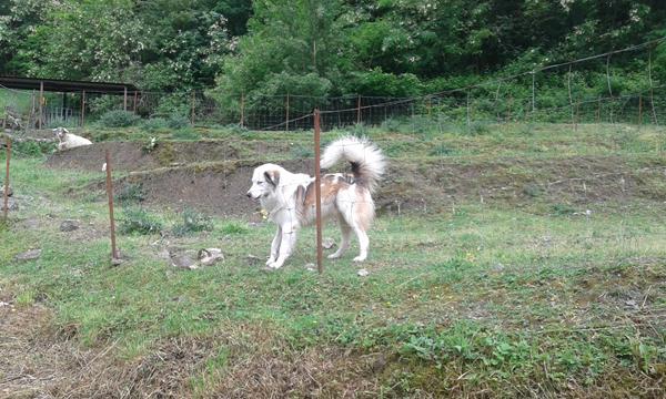 hvilken race er dette? 