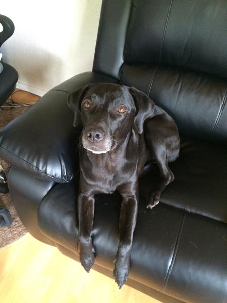 Sorte hunde med grå muler