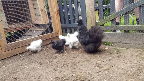 Så bliver vi hønseejere :-) 