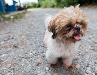 Hunde tyve efterlyses 