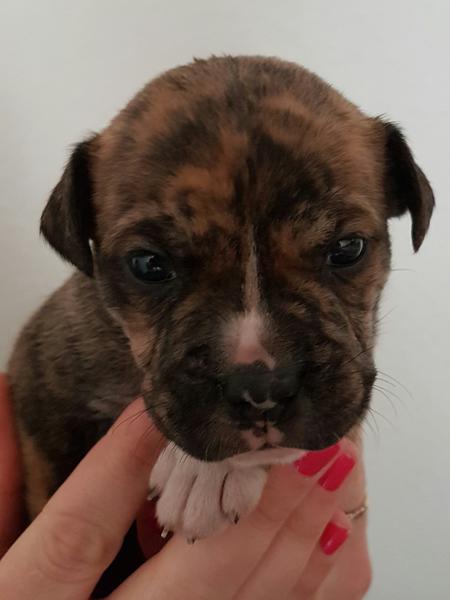 Old English Bulldog / Engelsk SBT blandling