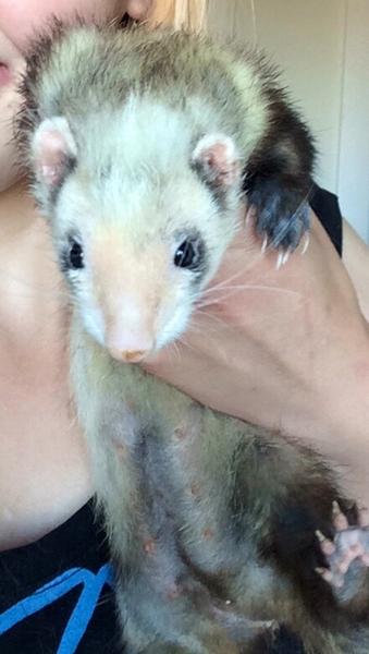 Hjælp til navn, ILDER