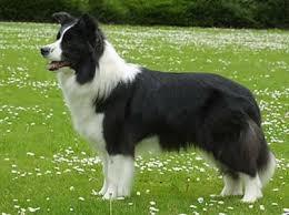 Hvad koster denne race om året?