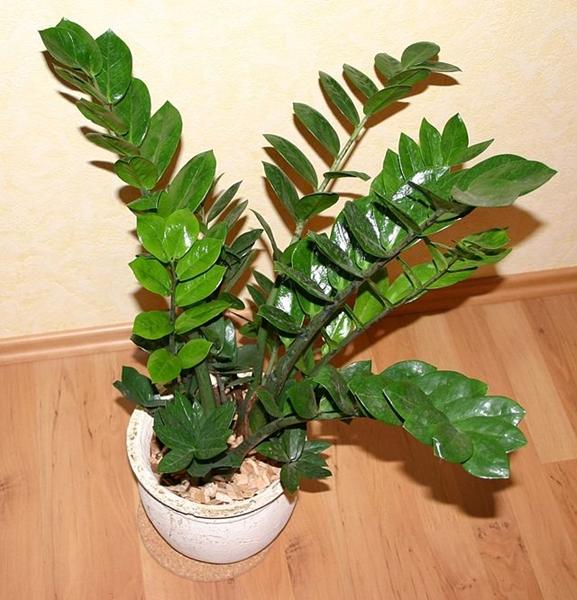 Advarsel giftige stueplanter! skrevet af salla