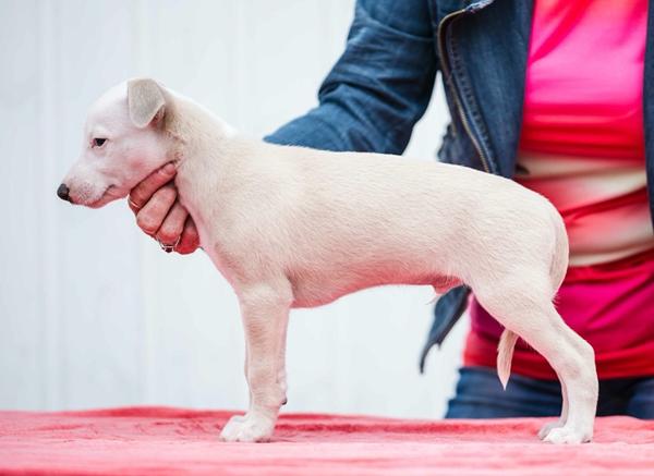 Whippet hvalp knap 7 uger gammel
