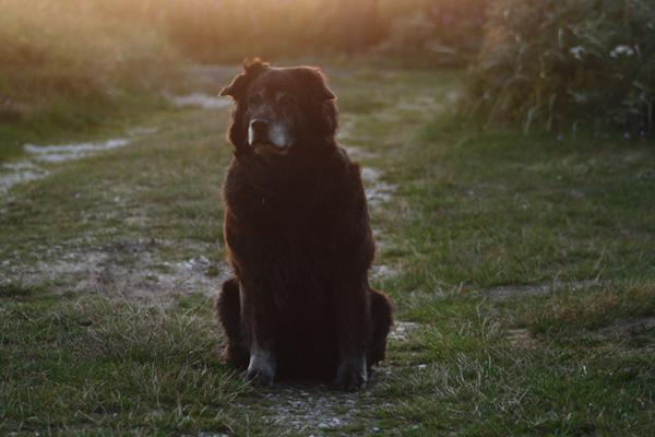 Endnu en tyk har fødselsdag