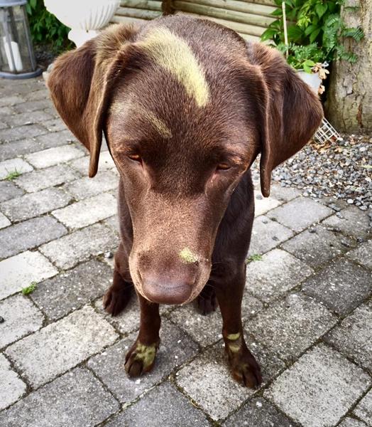 Sagde du krigsmaling? :P