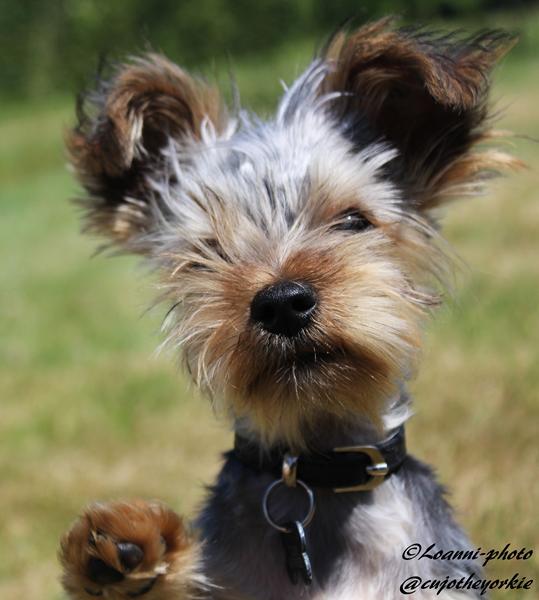 Terrier-torsdag.. Vis mig din (terrier altså)!