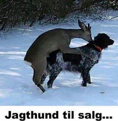 Jagthund til salg
