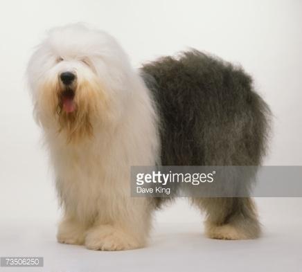Fælder en Old English Sheepdog?