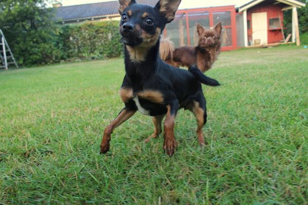 Sommerafslutning til træning