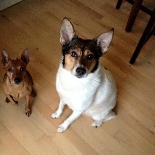 De kan godt være artige :-D