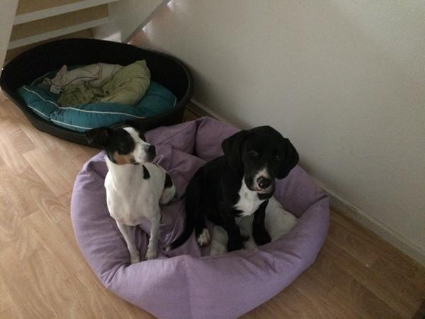 Elmedige hundepension