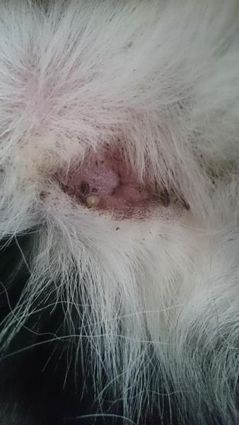 Betændt anal kirtel? Inkluderet billede