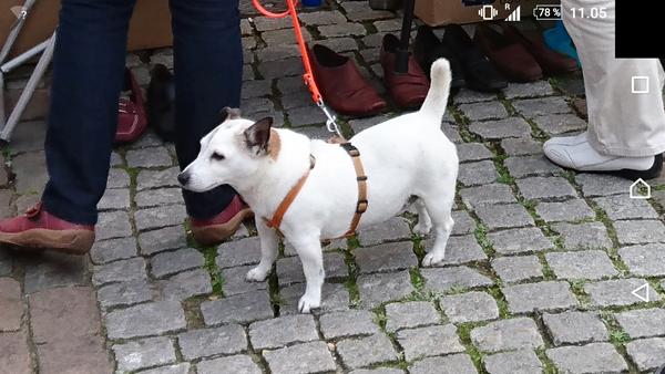 Hjælp mig med at identificere racen