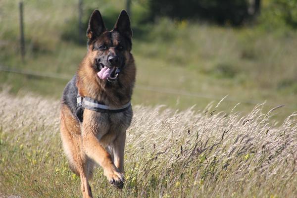 Tæppe til bil (hund på bagsædet)