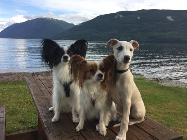 Adskille tre hunde alene hjemme ?