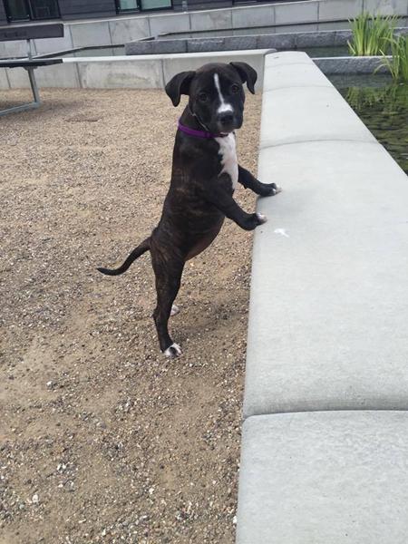 Hundeven/Mentor i eller omkring Herlev